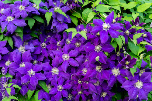 Big purple clematis flowers