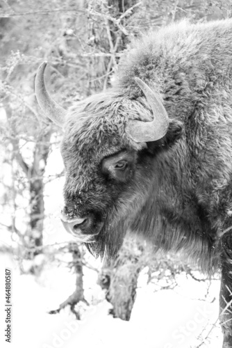 European bison grazes on a snow meadow.