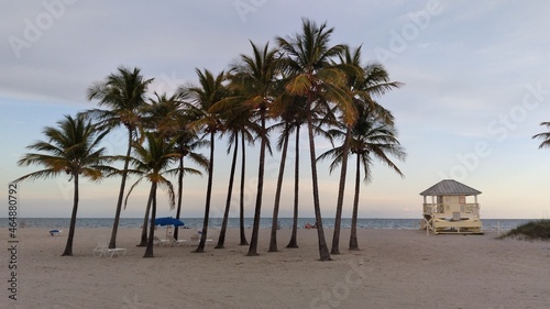 trees of Miami on the beach