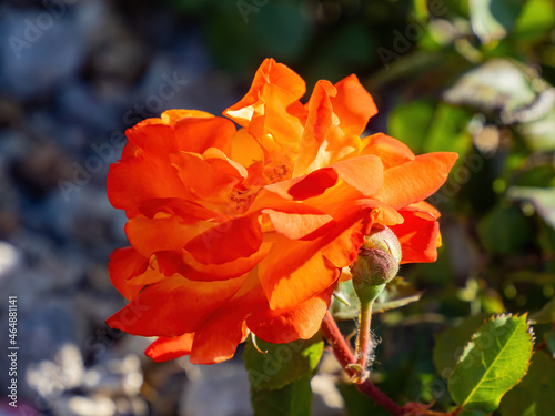 Photography Close up of rose blossom