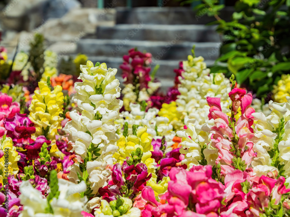 Obraz premium Close up of snapdragons blossom