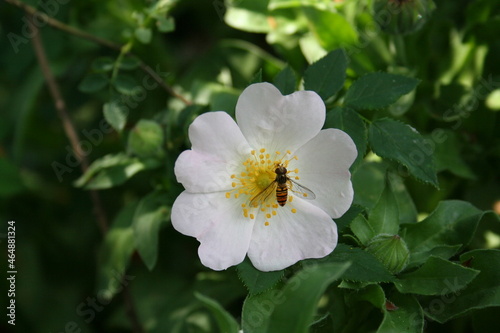Bee on white flower
