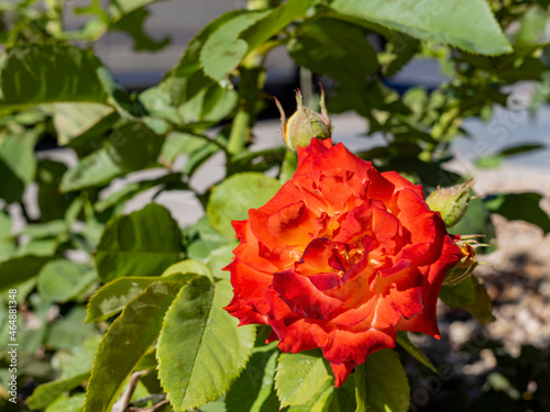 Photography Close up of rose blossom
