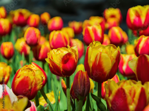 Close up shot of many tulips blossom