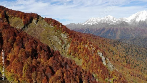 4K drone shot flying over autumn trees in alpine landscape against high rocky mountains with snowy peaks on a sunny day with clear blue sky