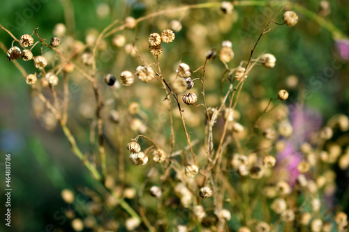 Dried grass flowers with baskets in the garden