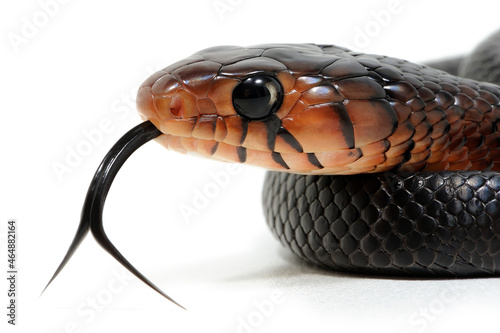 Eastern indigo snake (Drymarchon couperi) on a white background