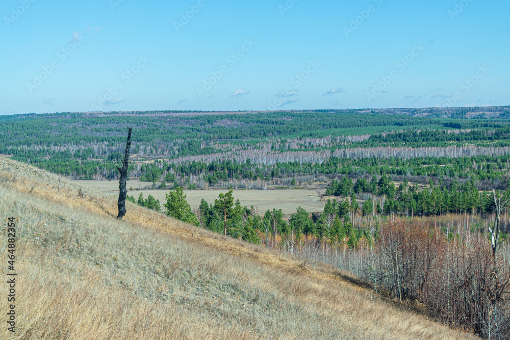 Obraz premium A burnt tree on the background of a large forest
