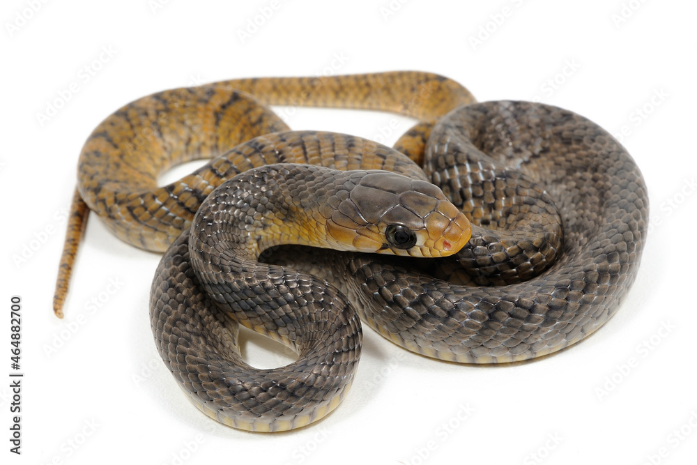 Yellow-tailed indigo snake (Drymarchon corais) on a white background Yellow-tailed indigo snake (Drymarchon corais) on a white background