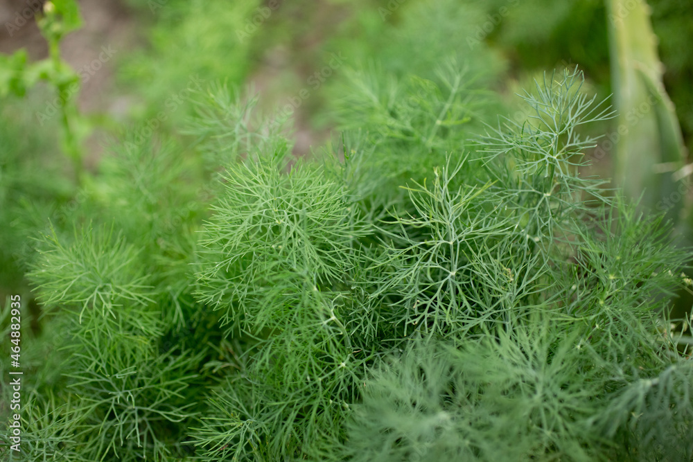 A closeup view of dill plants in a garden.