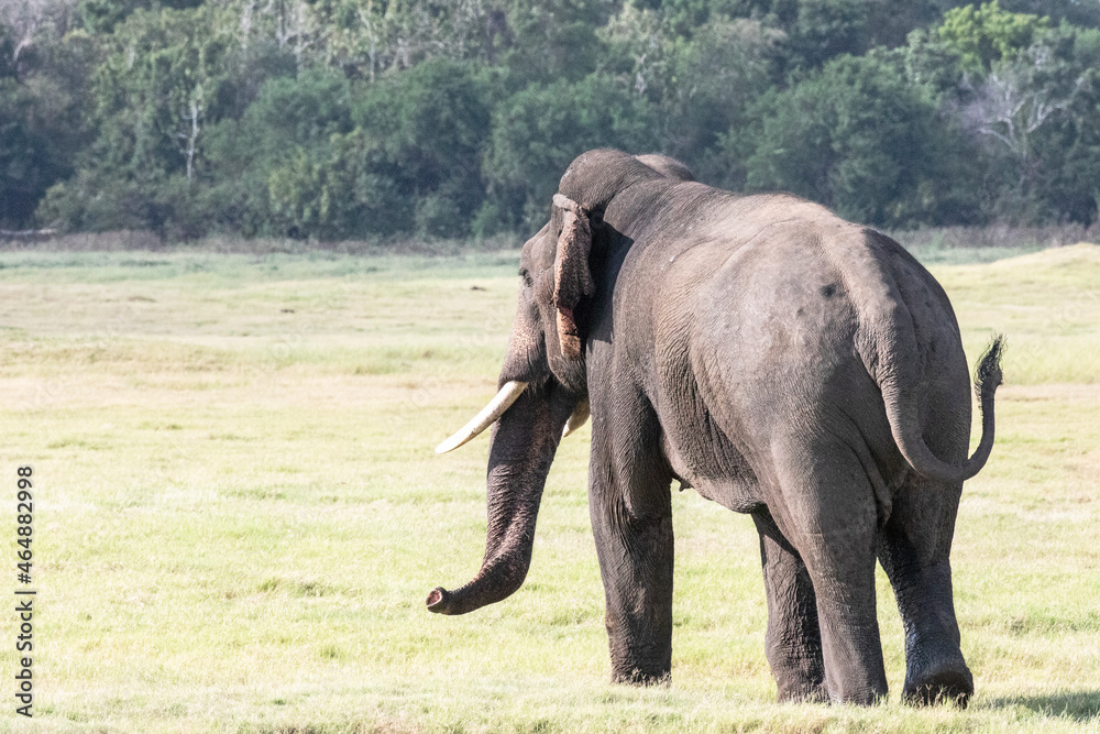 A tusker elephant stands tall in the wilderness of Sri Lanka.