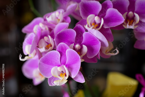 A view of a cluster of small magenta colored Phalaenopsis orchids.