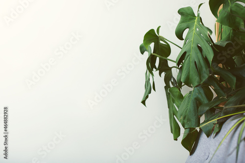 Wallpaper Mural A view of a monstera deliciosa plant and couch on the right side of the frame, a blank white wall behind. Torontodigital.ca