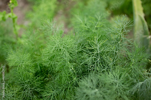 A closeup view of dill plants in a garden.