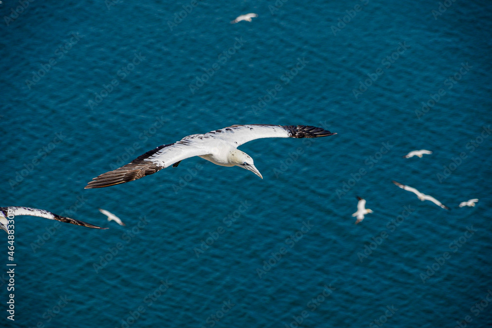 Obraz premium Close up of Flying Large White Sea Bird Gannets with a huge wingspan over blue sky and ocean on English clifftops, Gliding, slope soaring and riding thermals and Ridge lift from cliff face updrafts