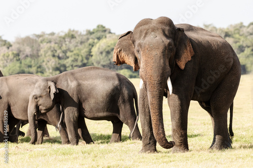 A herd of elephants photographed in the wilderness.