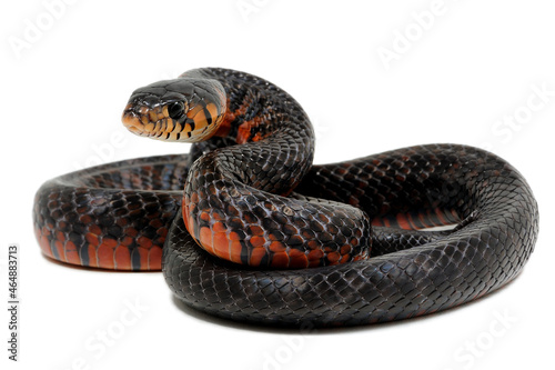 Mexican red-tailed indigo snake (Drymarchon melanurus rubidus) on a white background