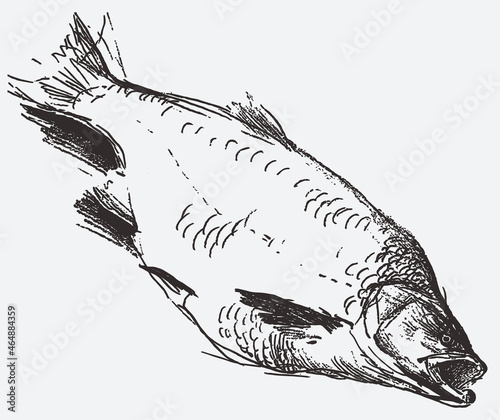 Textured contour drawing of a caught predatory river fish asp