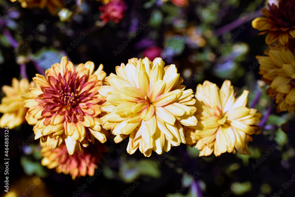 Red and yellow chrysanthemum flowers close up in the garden Red and yellow chrysanthemum flowers close up in the garden