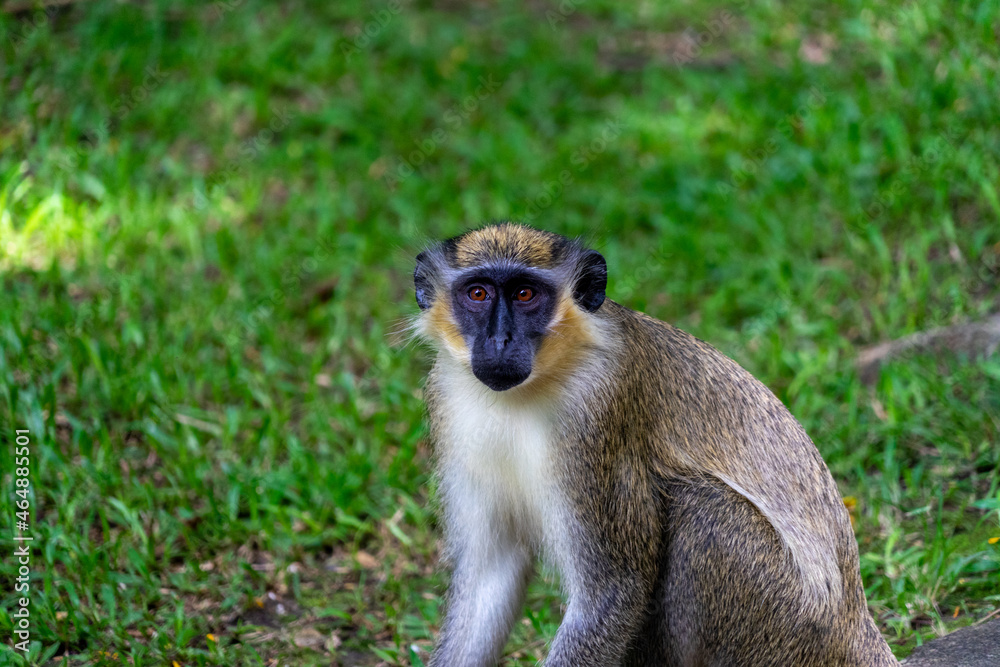 Green monkey / monkeys from Barbados. Green monkey / monkeys from Barbados.