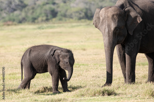 A mother and baby elephant photographed in the wild.