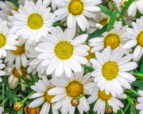 chamomile flowers top view closeup  natural background