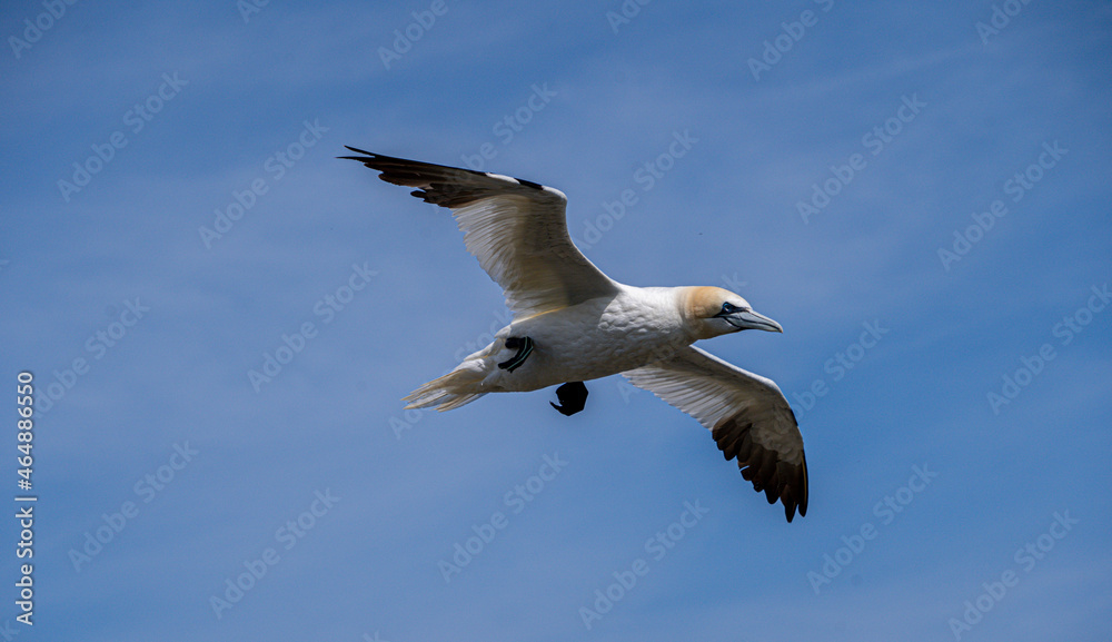 Fototapeta premium Close up of Flying Large White Sea Bird Gannets with a huge wingspan over blue sky and ocean on English clifftops, Gliding, slope soaring and riding thermals and Ridge lift from cliff face updrafts