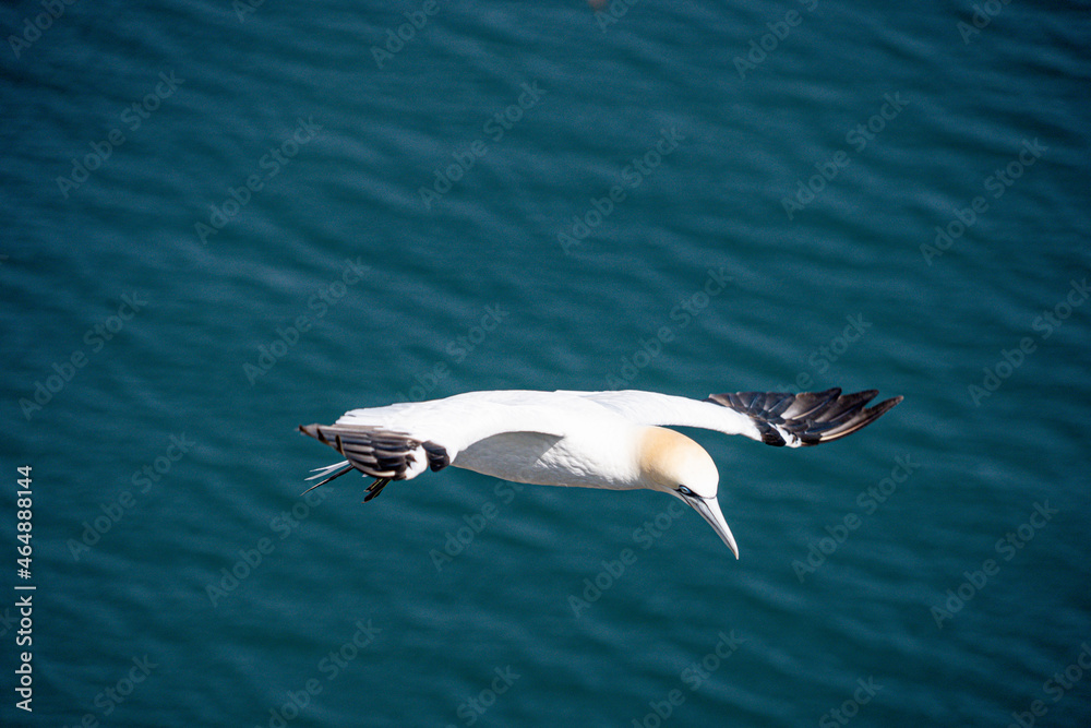 Close up of Flying Large White Sea Bird Gannets with a huge wingspan over blue sky and ocean on English clifftops, Gliding, slope soaring and riding thermals and Ridge lift from cliff face updrafts Close up of Flying Large White Sea Bird Gannets with a huge wingspan over blue sky and ocean on English clifftops, Gliding, slope soaring and riding thermals and Ridge lift from cliff face updrafts