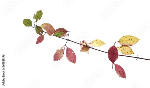 Leaves on branch, colorful foliage in autumn isolated on white background and texture