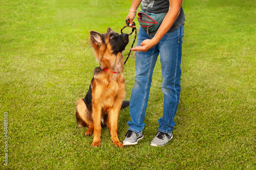 A young German shepherd dog with the owner.