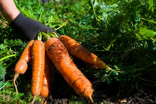 Fresh carrot harvest. Hands in gloves holding carrots.