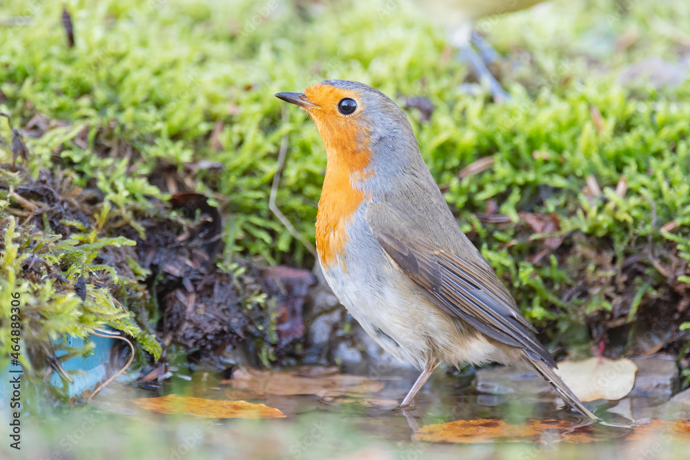 Garden Birds. Robin Erithacus rubecula in the wild Garden Birds. Robin Erithacus rubecula in the wild