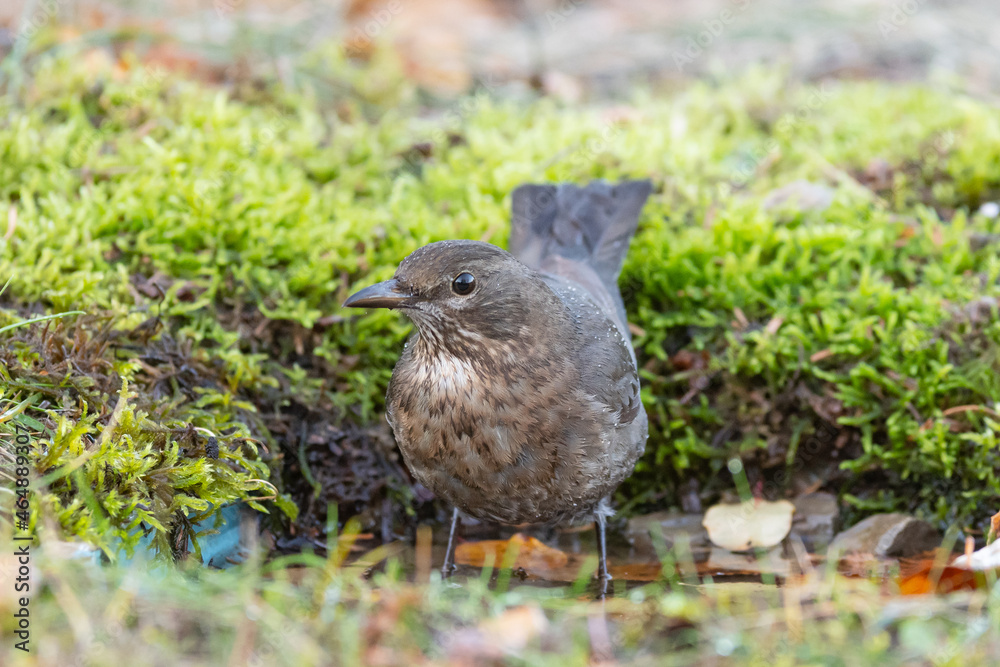 Common blackbird Turdus merula in the wild Common blackbird Turdus merula in the wild