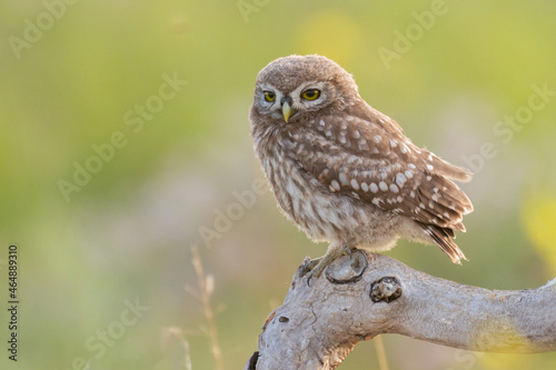 Foto Little owl Athene noctua in the wild. Close up