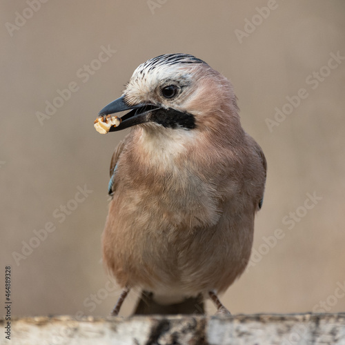 Eurasian jay Garrulus glandarius in the wild