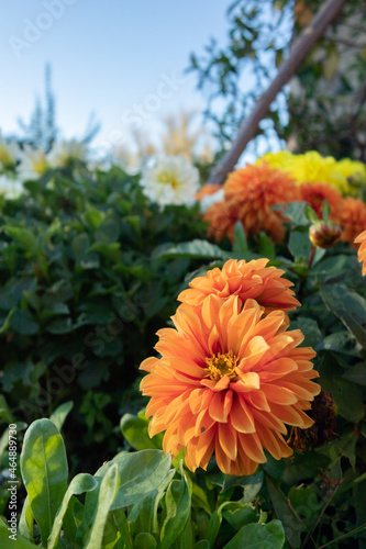 Orange, yellow and white flowers in a garden