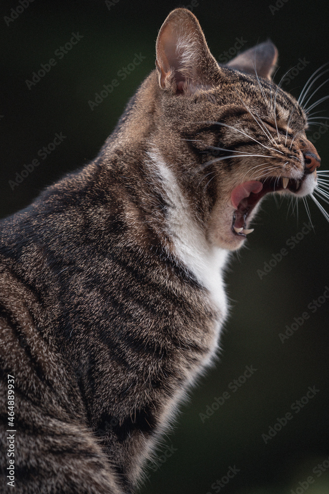 close up portrait of a cat yawing 