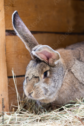 Large gray rabbit in an open cage with a feeder. Breed Belgian giant. Raising domestic rabbits on the farm. Close-up.
