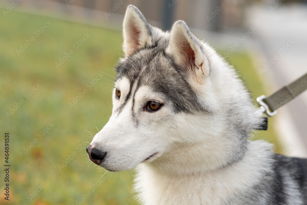 portrait of a husky dog close-up