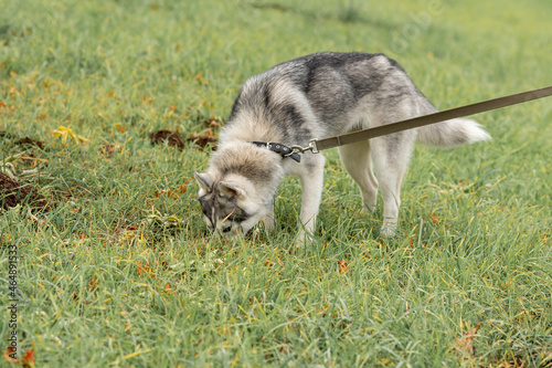 husky dog on a leash digging something on the lawn