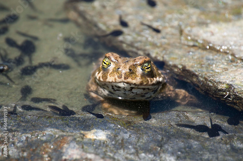 Epidalea calamita or Runner toad, a species of frog in the Bufonidae family. photo