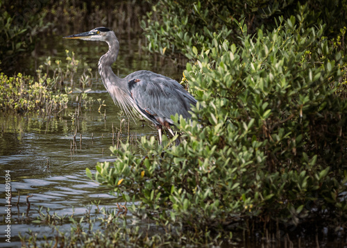 great blue heron, south padre island, texas