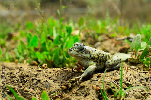 Pelobates cultripes or spur toad, a species of frog in the Bufonidae family. photo