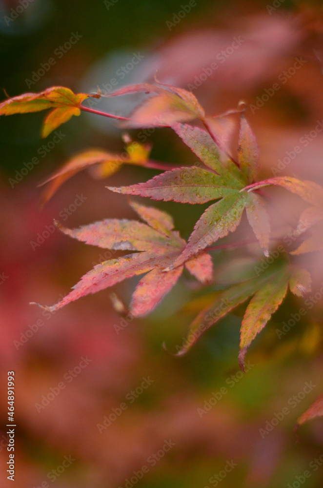 The leaves of the Japanese maple are red-green, the background is blurred. The leaves of the Japanese maple are red-green, the background is blurred.