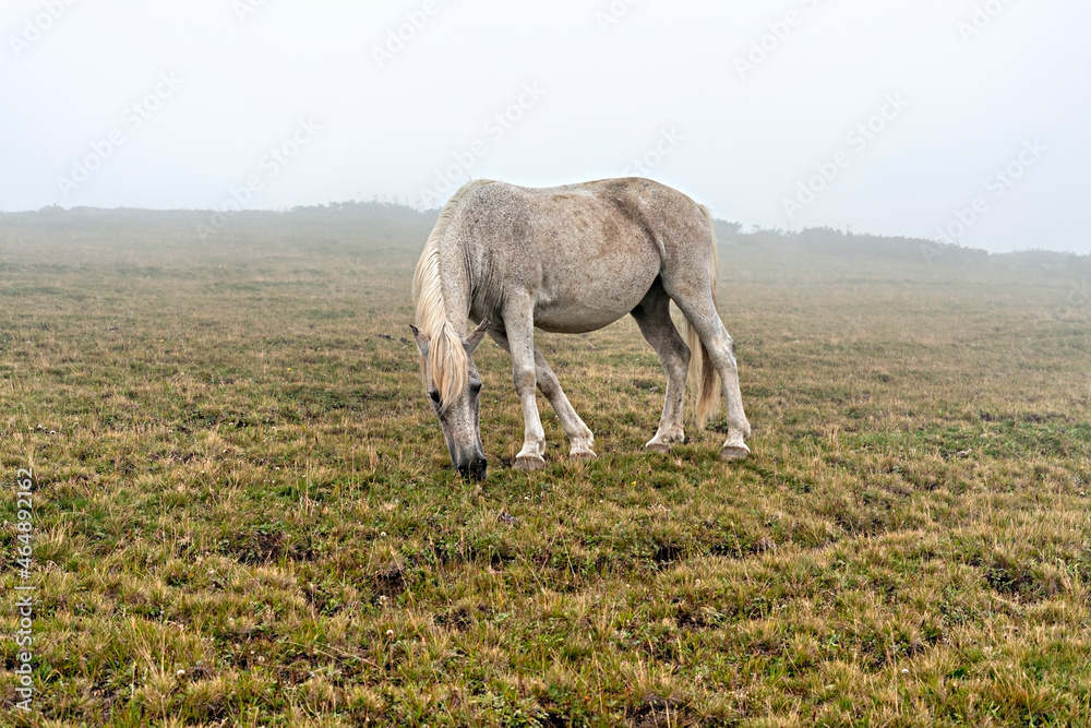Gray white horse in black speck grazing in mountains in the fog domestic animals Gray white horse in black speck grazing in mountains in the fog domestic animals