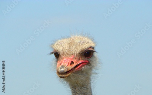 Head of ostrich bird