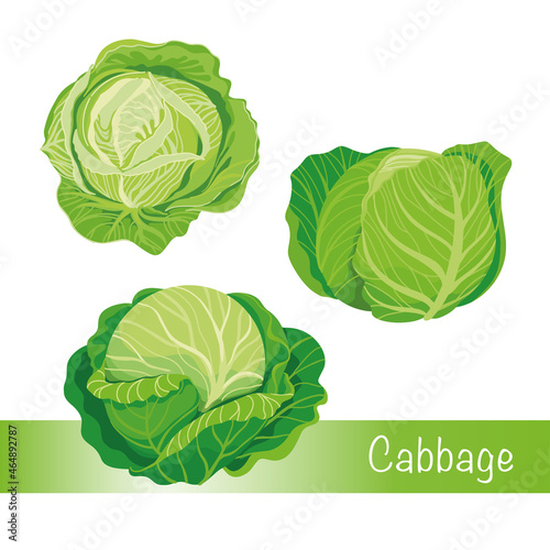Fotografia Vector illustration of cabbage set