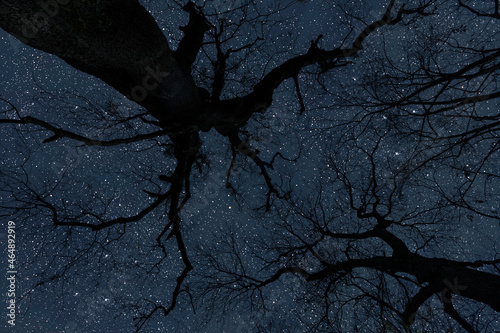 night sky in the forest with stars in heaven