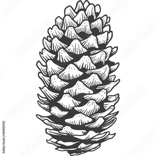Pine cone sketch engraving Isolated