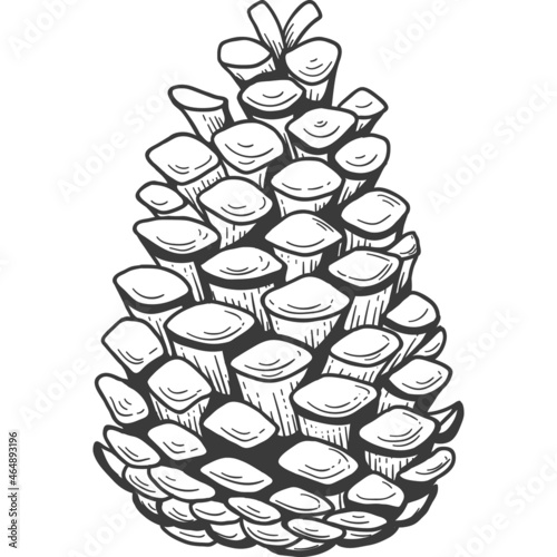 Pine cone sketch engraving Isolated